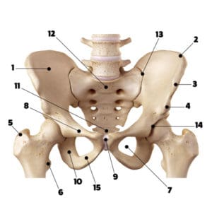 pelvis-landmarks - Massage Exam Academy