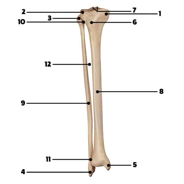 Tibia Fibula Landmarks 600 Massage Exam Academy